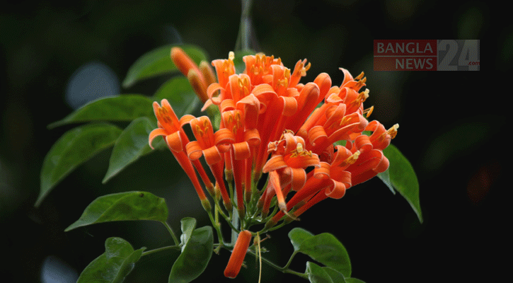 বসন্তে হারায় গুচ্ছসুন্দরী ‘গোল্ডেনশাওয়ার’