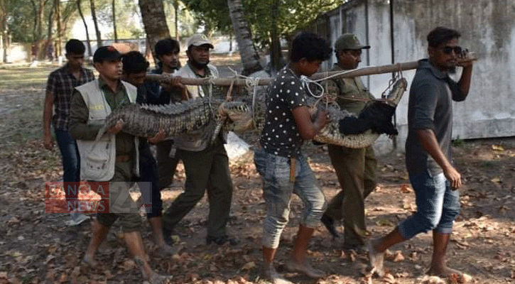 সুন্দরবন ইকোপার্ক থেকে উদ্ধার বন্যপ্রাণী করমজলে অবমুক্ত