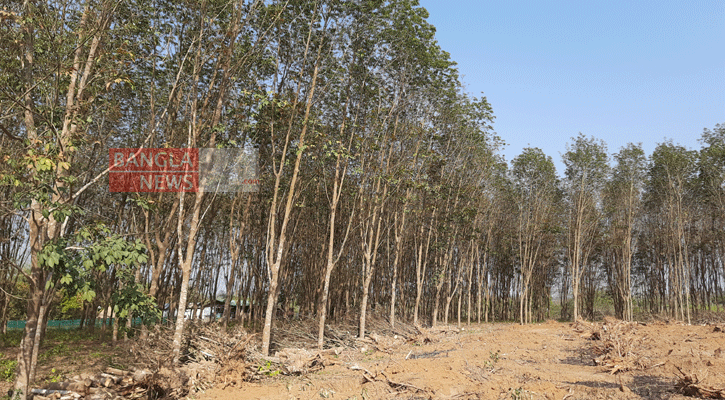 ত্রিপুরায় নতুন করে ৩০ হাজার হেক্টর রাবার বাগান করা হবে