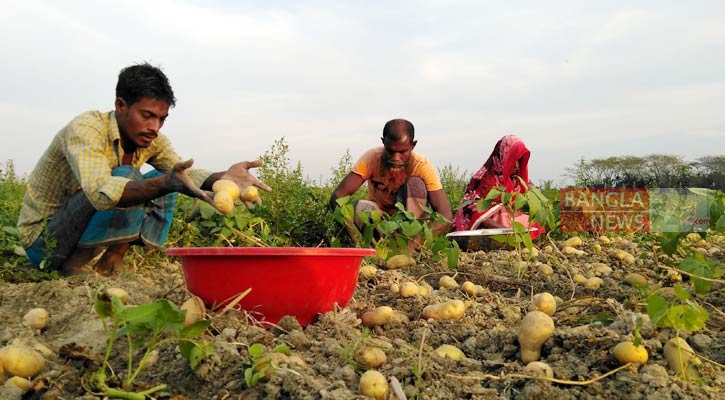 ভোলায় আলুর বাম্পার ফলন, কৃষকের মুখে হাসি