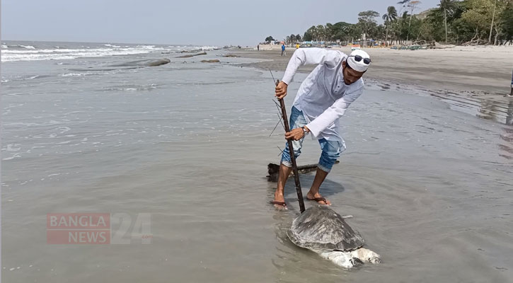 কুয়াকাটায় ফের ভেসে এলো মৃত কচ্ছপ