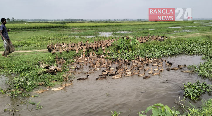 হাওরে কমে গেছে প্রাকৃতিক খাবার