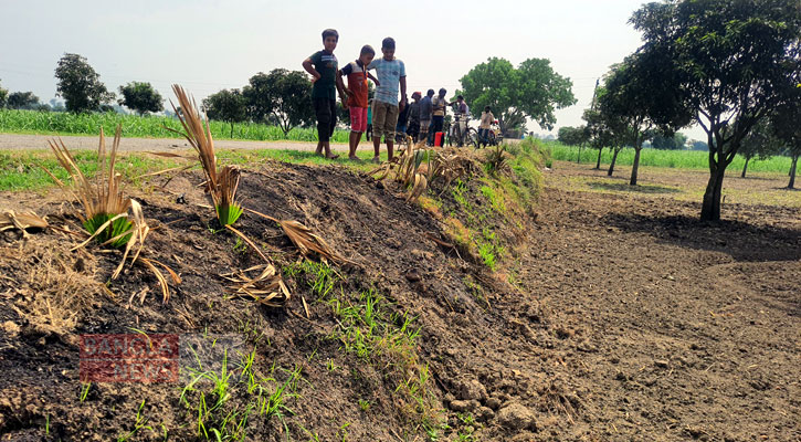 আম গাছের পর এবার নষ্ট করা হচ্ছে রাস্তার তাল গাছ