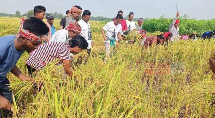 কোটালীপাড়ায় কৃষকের ধান কেটে দিলেন ইউপি চেয়ারম্যান