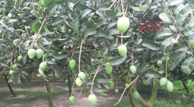 জুনেই বাজারে আসছে হাঁড়িভাঙ্গা আম