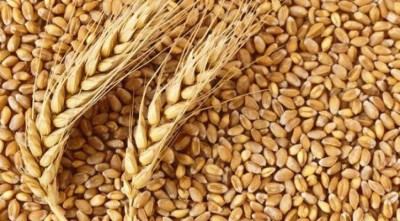 দেশে গমের কোনো ঘাটতি নেই