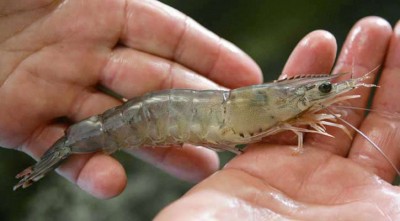 জিআই সনদ পেল বাংলাদেশের বাগদা চিংড়ি