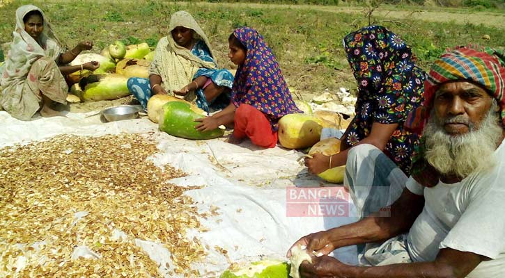 বেশি লাভ, বীজ উৎপাদনে ঝুঁকছেন কৃষকরা