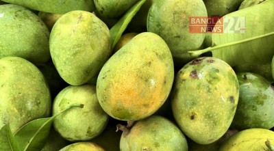 গোপালভোগেই জমছে আমের রাজধানী