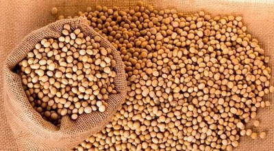 সয়াবিনের ব্যবসা হবে ৪০০ কোটি টাকার