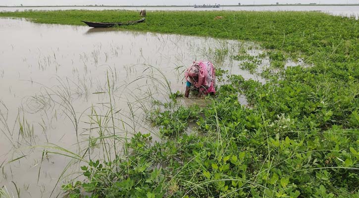 ফরিদপুরে তলিয়ে গেছে কয়েকশ একর জমির ফসল