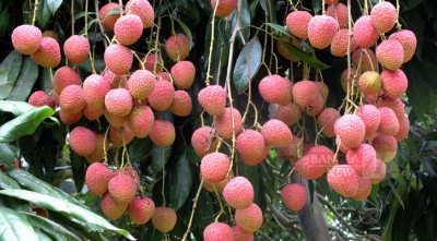 ঈশ্বরদীতে ১১ হাজার ২৫৮ বাগানে ১৭২ কোটি লিচু!