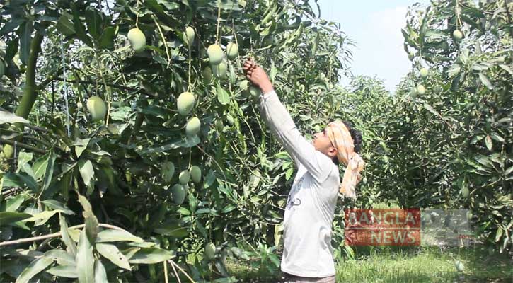 নওগাঁয় শুরু হয়েছে আম পাড়া