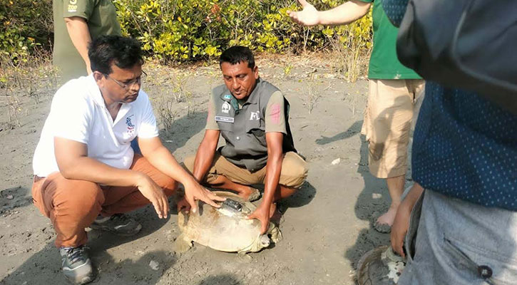 স্যাটেলাইট লাগানো ১২টি বাটাগুর বাসকা সুন্দরবনে অবমুক্ত