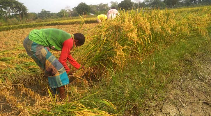 চালের বাজার মাতাবে বঙ্গবন্ধু ব্রি ধান