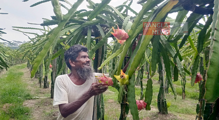 ড্রাগন চাষে সফল ব্যবসায়ী আলমাস