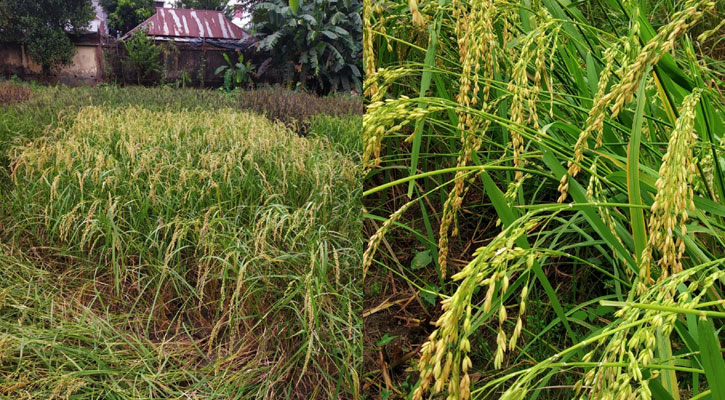 ত্রিপুরায় অধিক ফলনশীল ধান উদ্ভাবন গবেষকদের