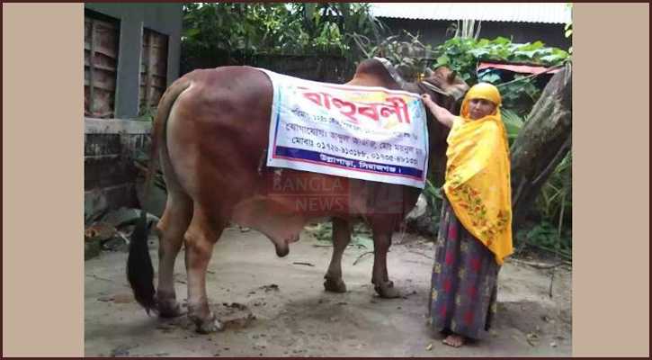 ত্রিশ মণের ‘বাহুবলী’, দাম হাঁকানো হচ্ছে ১২ লাখ