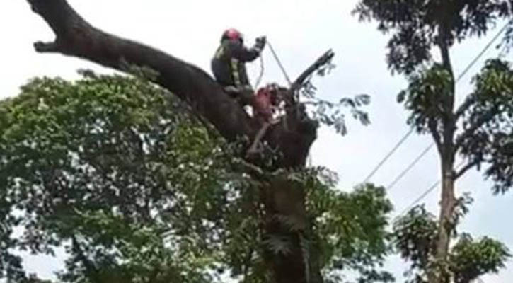 গাছের ডাল কাটতে গিয়ে বিদ্যুৎস্পৃষ্টে দিনমজুরের মৃত্যু 