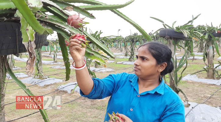 ত্রিপুরার ড্রাগন ফল চাষের উৎসাহ দিচ্ছে সরকার