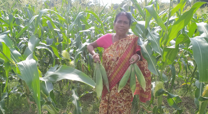 ভুট্টার বাম্পার ফলনে বিশালগড় এলাকার চাষিদের মুখে হাসি