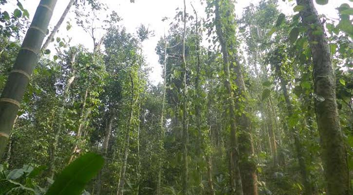 লাউয়াছড়ায় গাছ চোরের হামলায় আহত বিট কর্মকর্তা