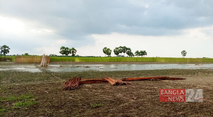 ফরিদপুরে খাল-বিলে পানির অভাব, পাট জাগে দুশ্চিন্তায় কৃষক