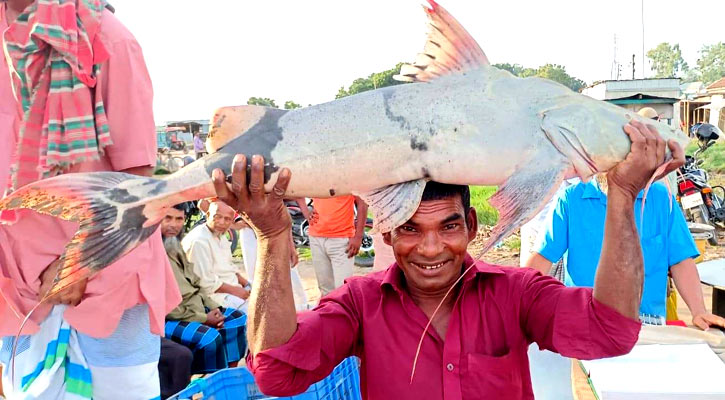 পদ্মা-যমুনার মোহনায় ধরা পড়ল ২২ কেজির বাঘাইড়