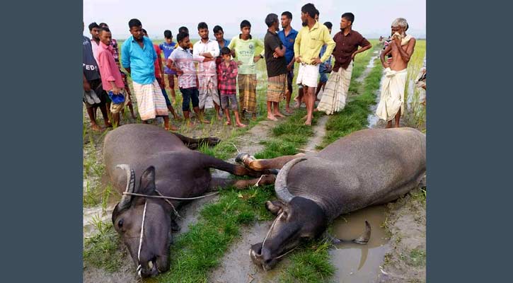 কালীগঞ্জে বজ্রপাতে ২ মহিষসহ রাখালের মৃত্যু