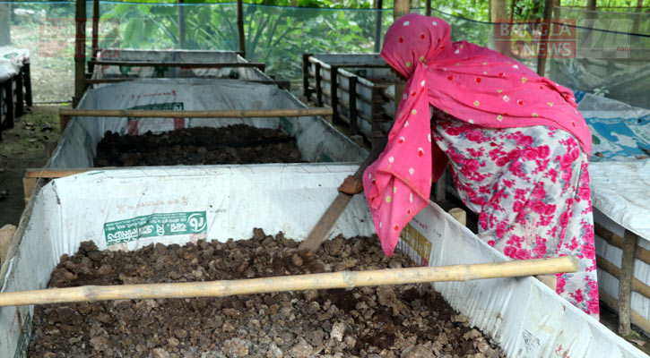 তালায় কেঁচো কম্পোস্ট সার উৎপাদনে সম্ভাবনার হাতছানি