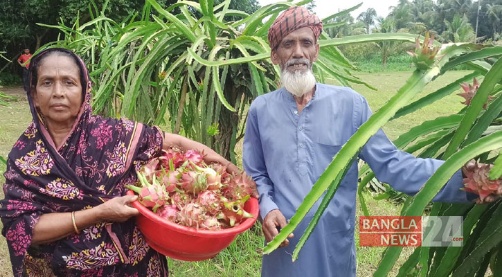 রাজবাড়ীতে ড্রাগন চাষে বদলে যাচ্ছে কৃষকের ভাগ্য