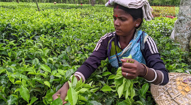 চা বাগানগুলোতে ফিরেছে প্রাণ