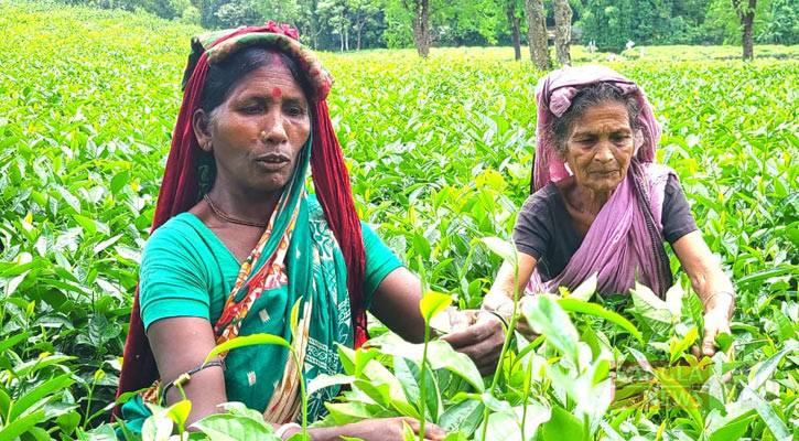 ১৩ দিন পর সিলেটের চা বাগানে সেই চেনা দৃশ্য