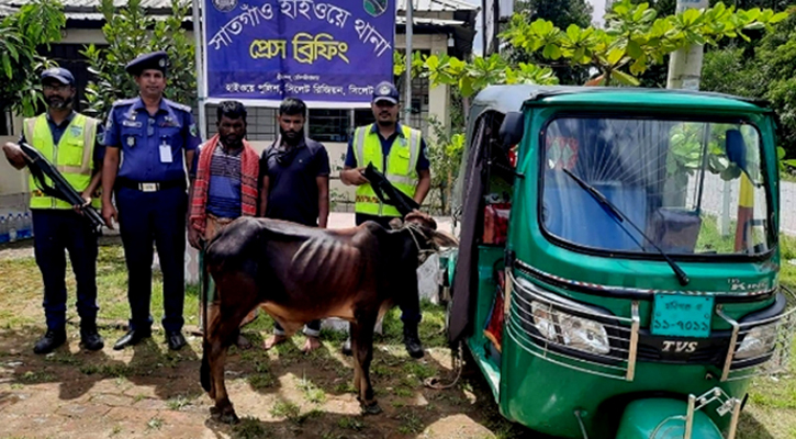 চুরি করা গরু নিয়ে পালানোর সময় আটক ২