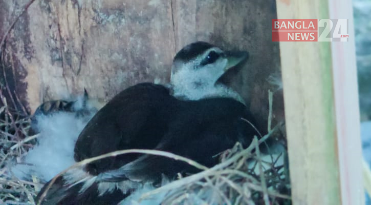 ১৬ বছর ধরে বাইক্কা বিলে বালিহাঁসের প্রজননসাক্ষী কাঠের বাক্স