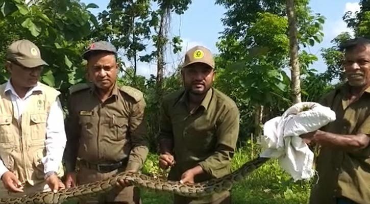 কাপ্তাইয়ে জাতীয় উদ্যানে ১০ ফুটের অজগর অবমুক্ত