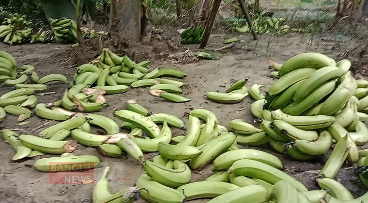 ২০ বিঘা জমির তিন হাজার কাঁদি কলা কেটে ফেলল দুর্বৃত্তরা!