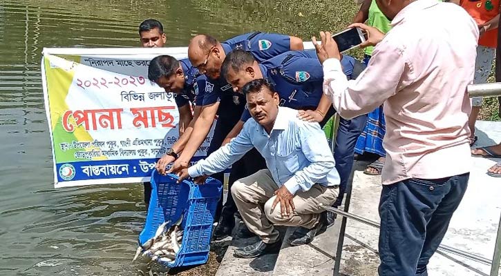 গাংনীতে জলাভূমি-জলাশয়ে ৩৫৭ কেজি মাছের পোনা অবমুক্ত