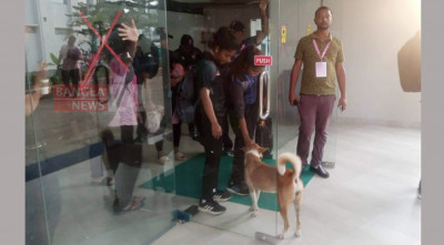 দিনভর ক্রিকেটারদের আদর-ভালোবাসা পেল কুকুরটি