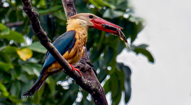 প্রজননকালে অবিরাম গান গায় ‘মেঘহও মাছরাঙা’