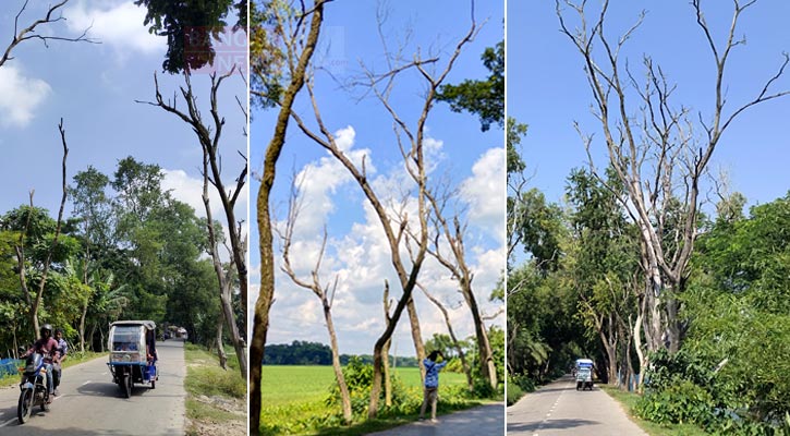 আন্তঃউপজেলা সড়কে মরা গাছ আতঙ্ক, ঝরছে তাজা প্রাণ!