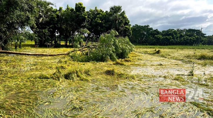 বিদ্যুৎ বিচ্ছিন্ন ফরিদপুরের বিভিন্ন এলাকা, আমনের ব্যাপক ক্ষতি