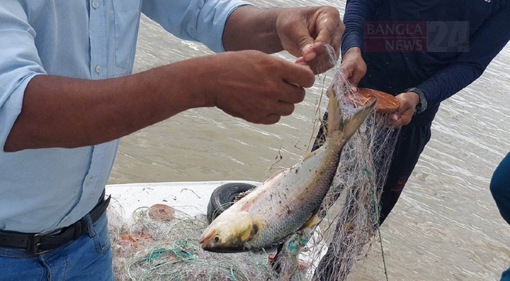 ২২ দিনে ৩৮ জেলায় মা ইলিশ রক্ষায় মৎস্য বিভাগের সফল অভিযান