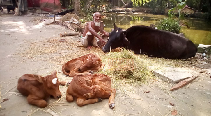 গৌরনদীতে এক গাভীর তিন বাছুর প্রসব