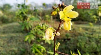 সর্দি-কাশির অব্যর্থ ভেষজ ওষুধ ‘কালকাসুন্দা’ 