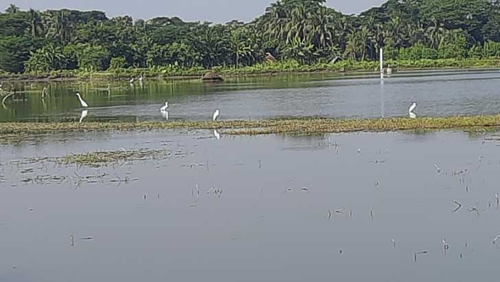 বিষ দিয়ে পাখি শিকার, হুমকিতে জীব বৈচিত্র্য