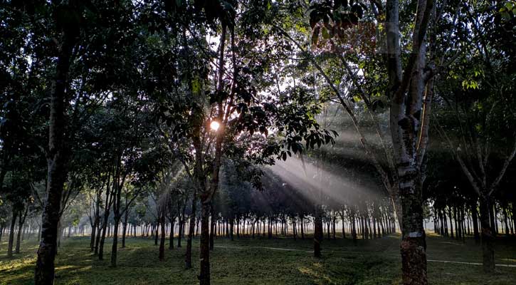 ২০ মিনিটের রোদে শরীরে উৎপন্ন হয় উপকারী ‘ভিটামিন ডি’ 