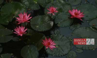 চোখজুড়ানো লাল শাপলার রাজ্যে একদিন