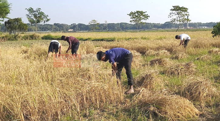নিহত বন্ধুর মায়ের ধান কেটে দিল স্বেচ্ছাসেবী তরুণরা
