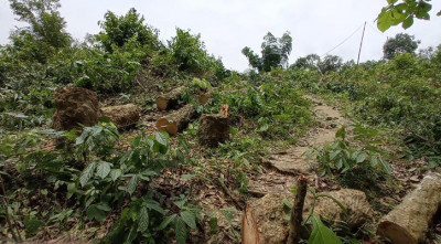 বেদখল হচ্ছে খাগড়াছড়ির শতশত একর রাবার ভূমি